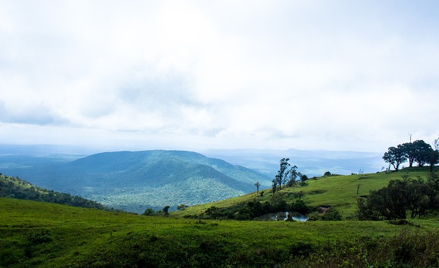 网的现状形 网的现状形